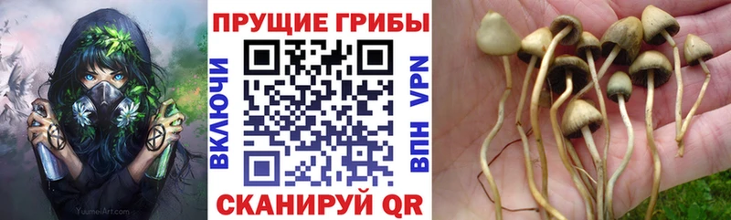 Псилоцибиновые грибы Psilocybine cubensis сколько стоит Красноармейск